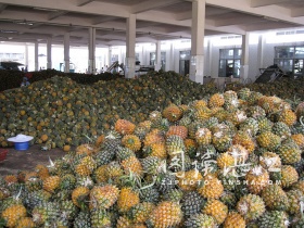 “全国最大规模的菠萝罐头厂”参观记